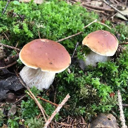 Ferienhaus Ottenschlag *