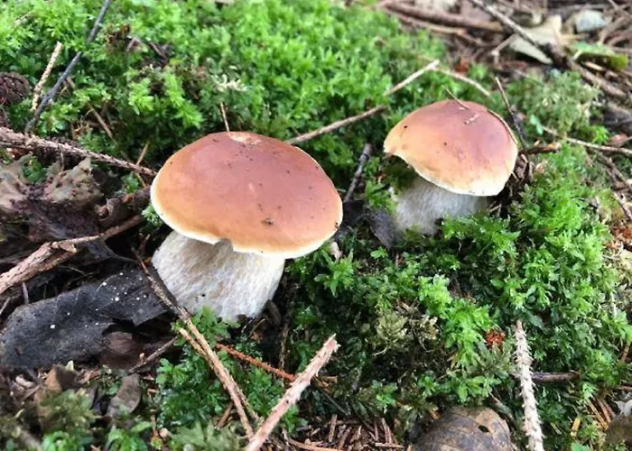 Ferienhaus Ottenschlag *